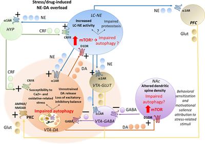 Autophagy-Based Hypothesis on the Role of Brain Catecholamine Response During Stress